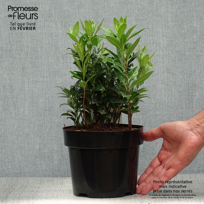 Sarcococca hookeriana humilis 2L/3L pot sample as delivered in autumn