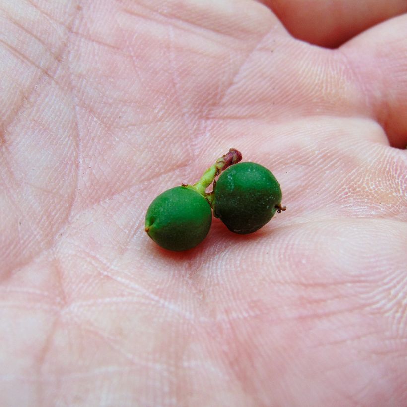 Sarcococca hookeriana humilis (Harvest)