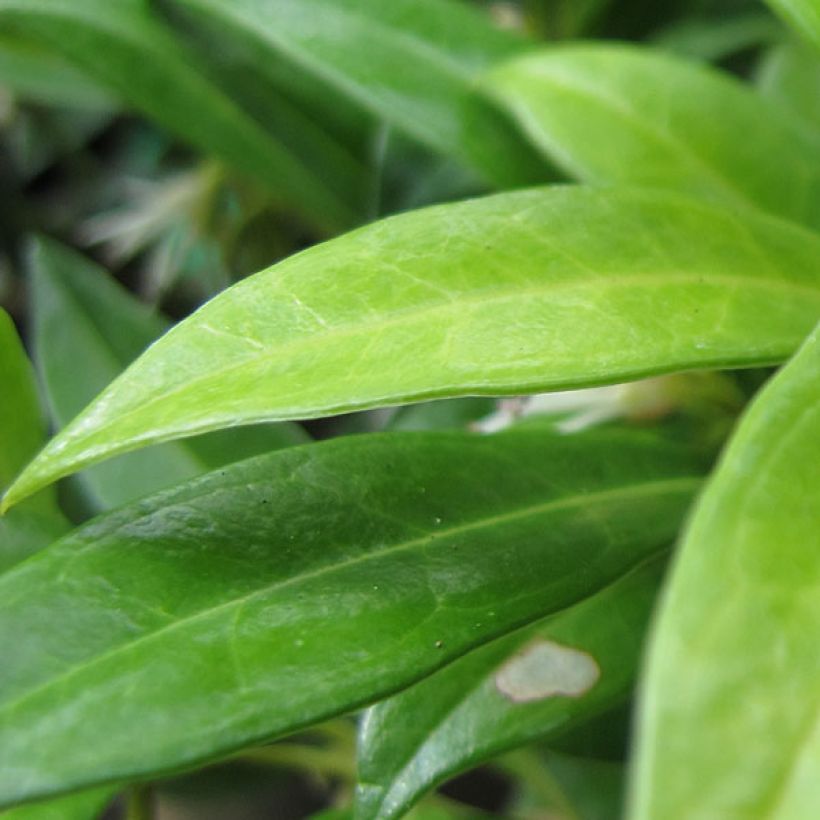 Sarcococca hookeriana humilis (Foliage)