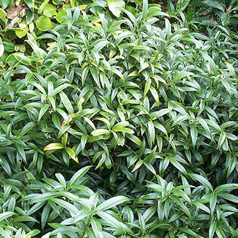 Sarcococca hookeriana humilis (Plant habit)