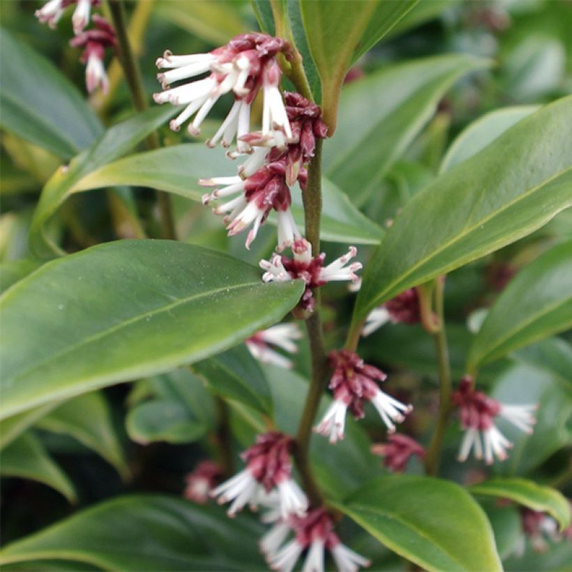 Sarcococca orientalis (Foliage)