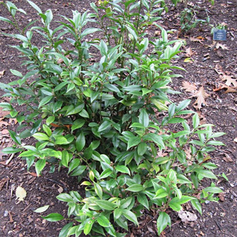 Sarcococca orientalis (Plant habit)