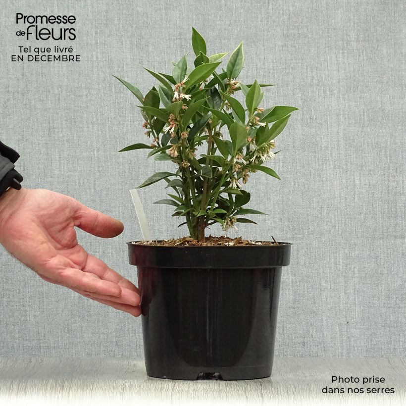 Sarcococca orientalis 2L/3L pot sample as delivered in winter