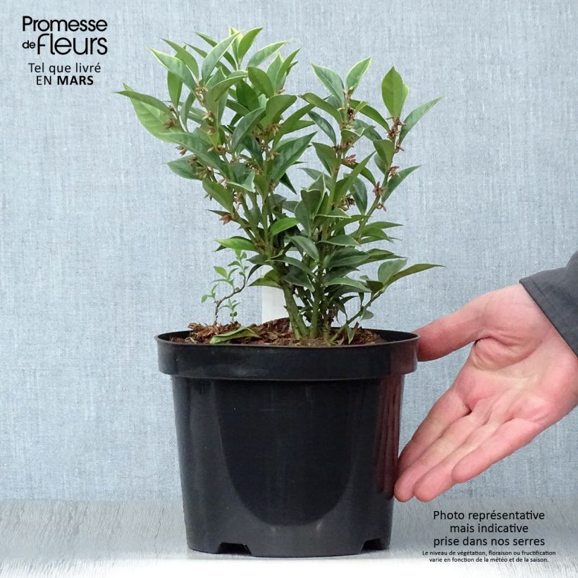 Sarcococca orientalis sample as delivered in spring