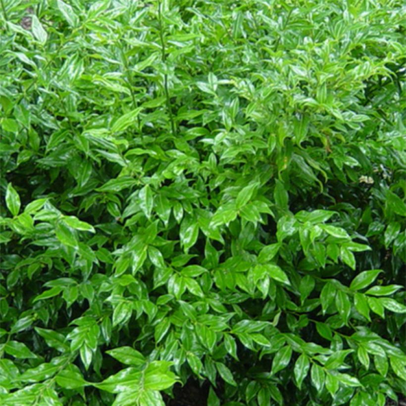 Sarcococca ruscifolia (Foliage)