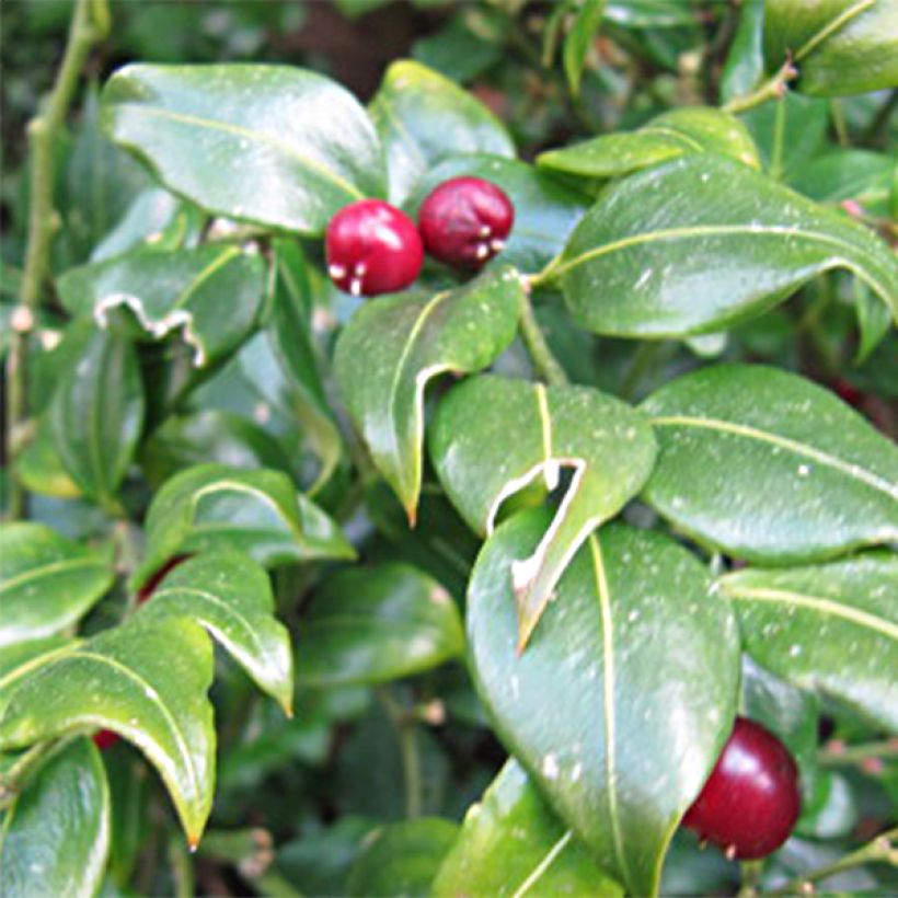 Sarcococca ruscifolia (Flowering)