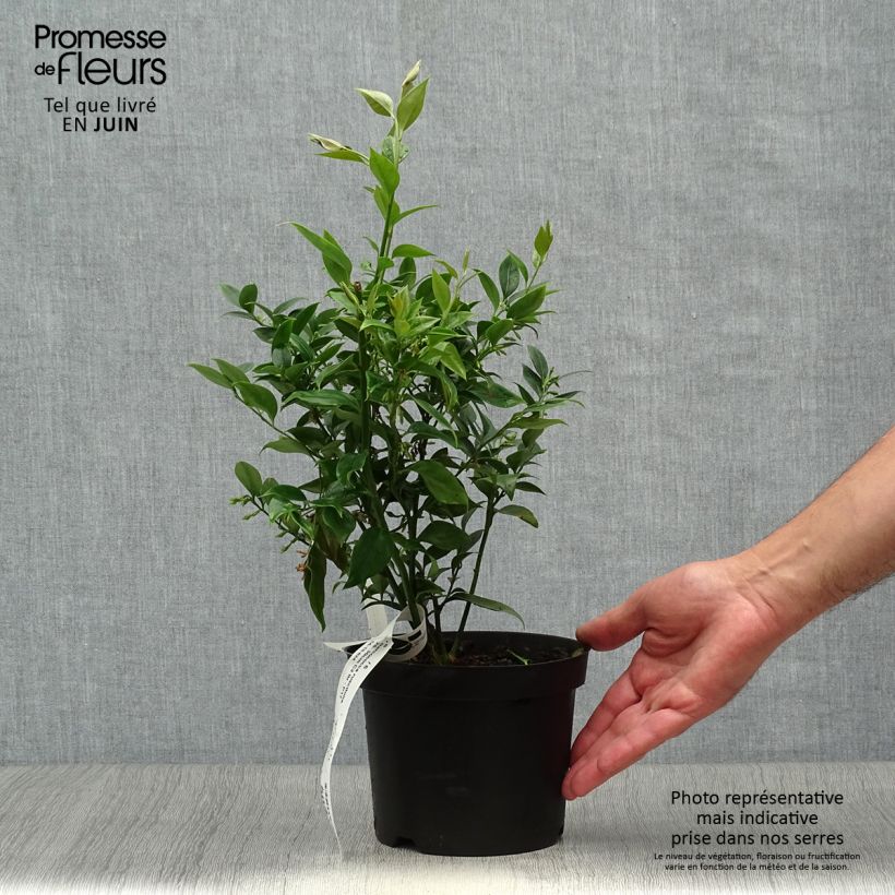 Sarcococca ruscifolia 2L/3L pot sample as delivered in summer
