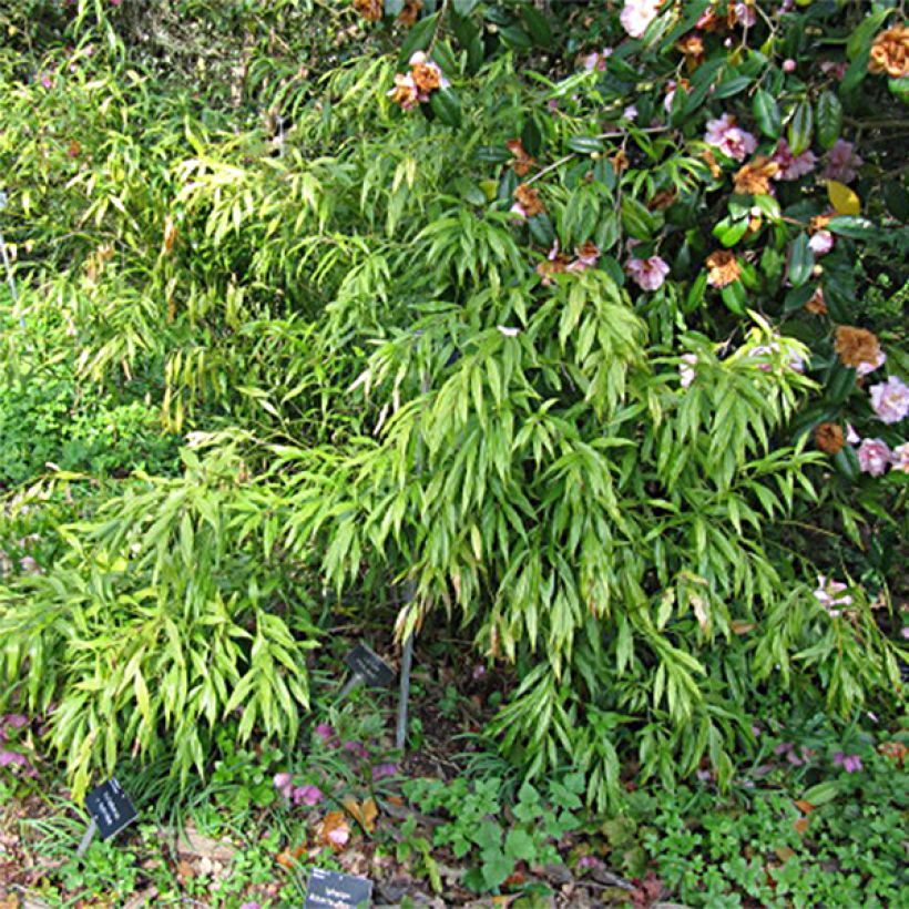Sarcococca saligna (Foliage)
