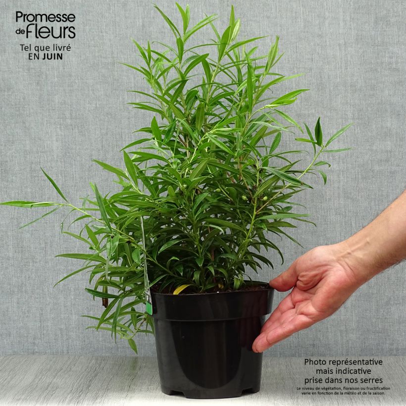 Sarcococca saligna 2L/3L pot sample as delivered in summer