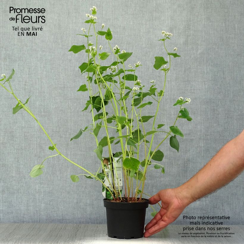 Common Buckwheat - Fagopyrum esculentum 1.5L/2L pot sample as delivered in spring