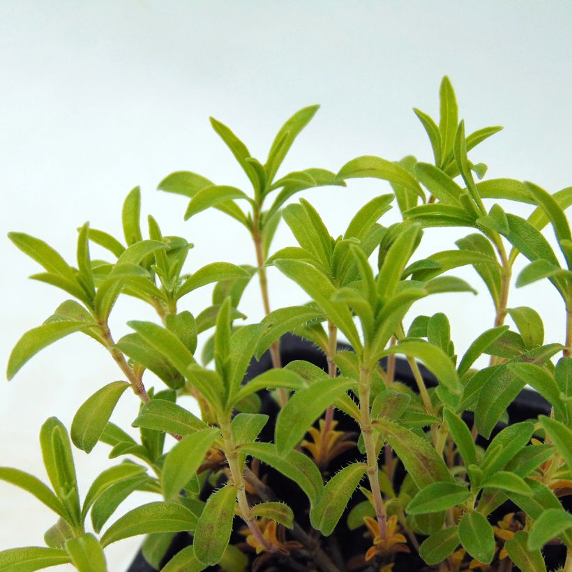 Organic Lemon Savory - Satureja montana citriodora (Foliage)