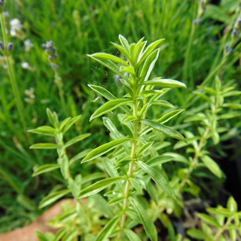 Satureja montana (Foliage)