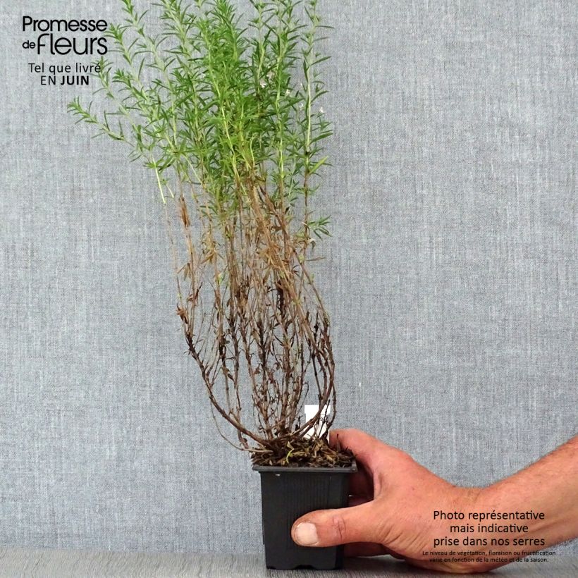 Satureja montana 7/8 cm pot sample as delivered in summer