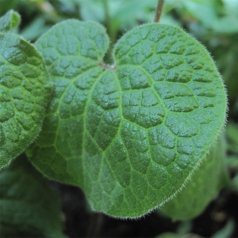 Saruma henryi  (Foliage)