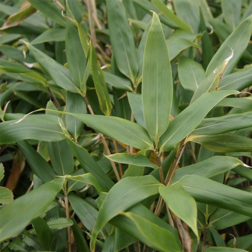 Sasa kurilensis (Foliage)