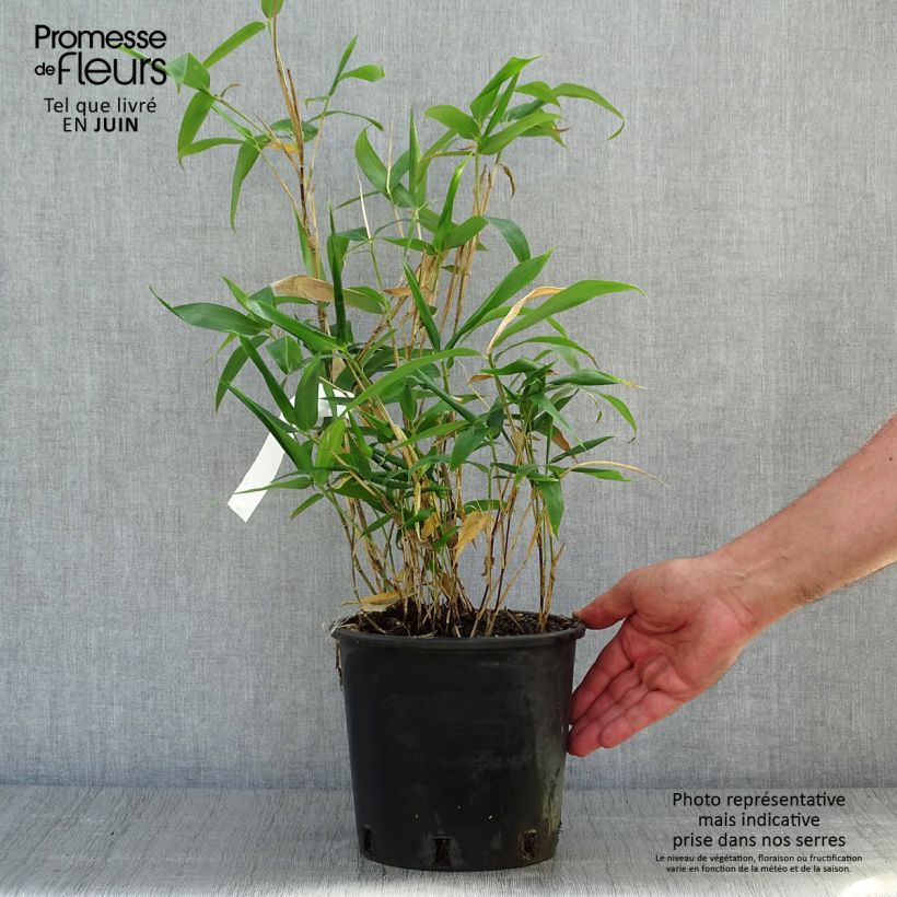 Sasa kurilensis 2L/3L pot sample as delivered in summer