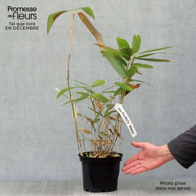 Sasa palmata Nebulosa - Dwarf Bamboo 1L/1.5L pot sample as delivered in winter
