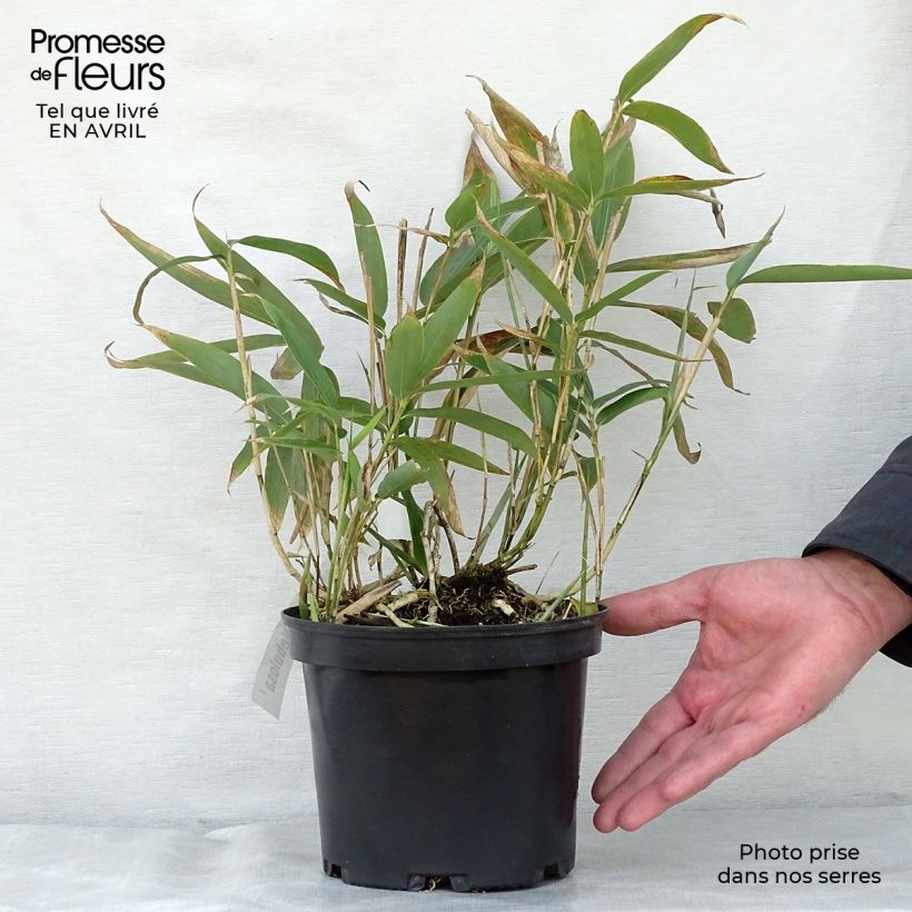 Sasa palmata Nebulosa - Dwarf Bamboo sample as delivered in spring