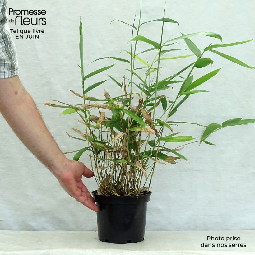 Sasa palmata Nebulosa - Dwarf Bamboo 2L/3L pot sample as delivered in summer
