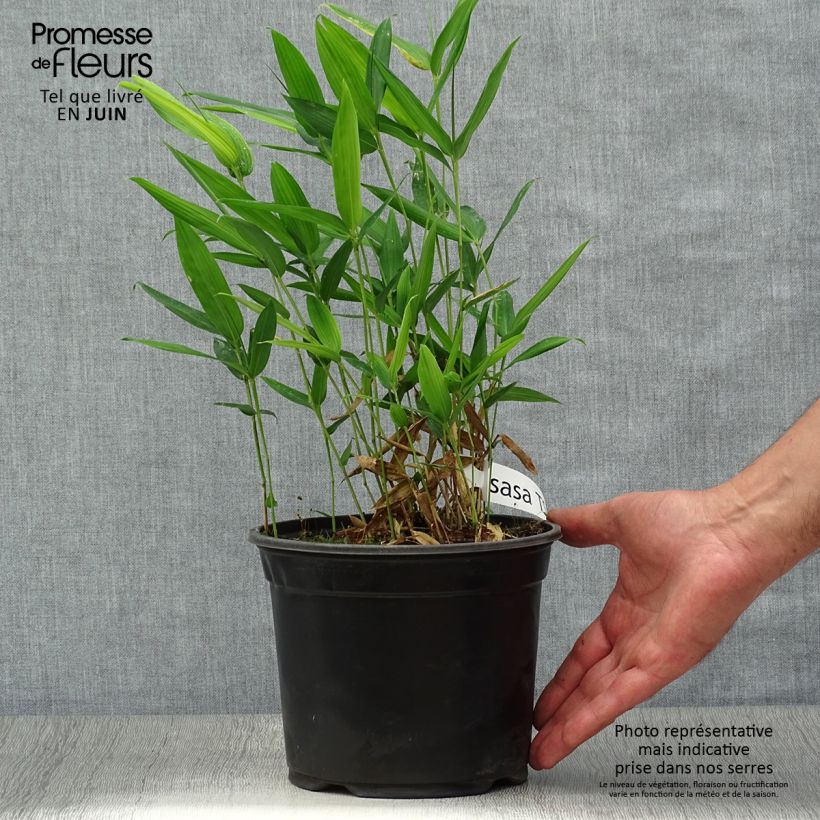 Sasa tsuboiana Pseudosasa japonica 1.5L/2L pot sample as delivered in summer