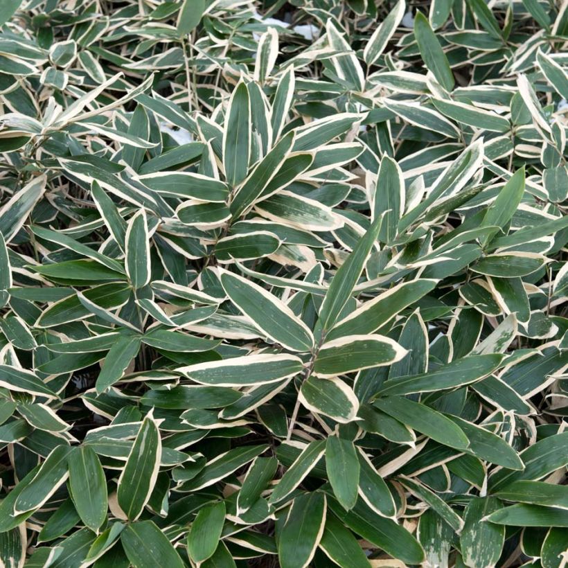 Sasa veitchii (Foliage)