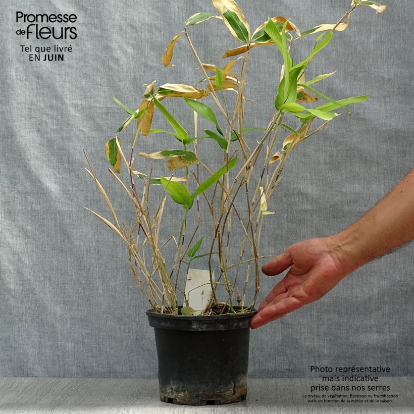 Sasa veitchii 2L/3L pot sample as delivered in summer
