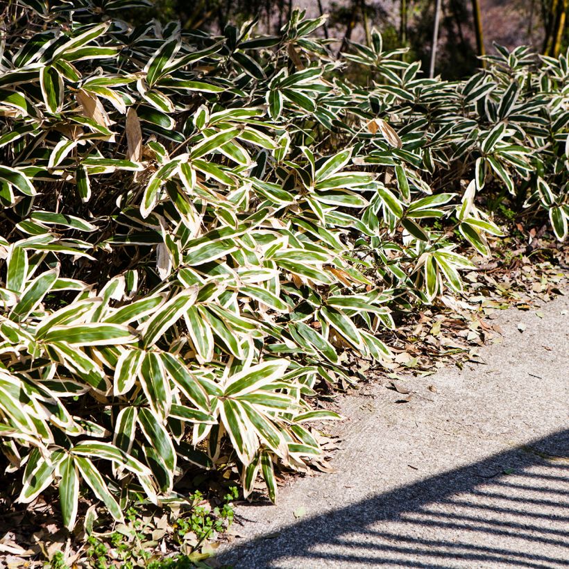 Sasa veitchii (Plant habit)