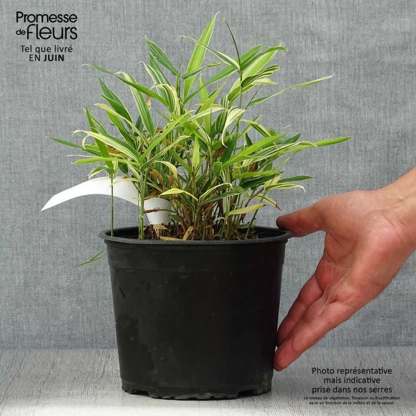 Sasaella masamuneana Albostriata 2L/3L pot sample as delivered in summer
