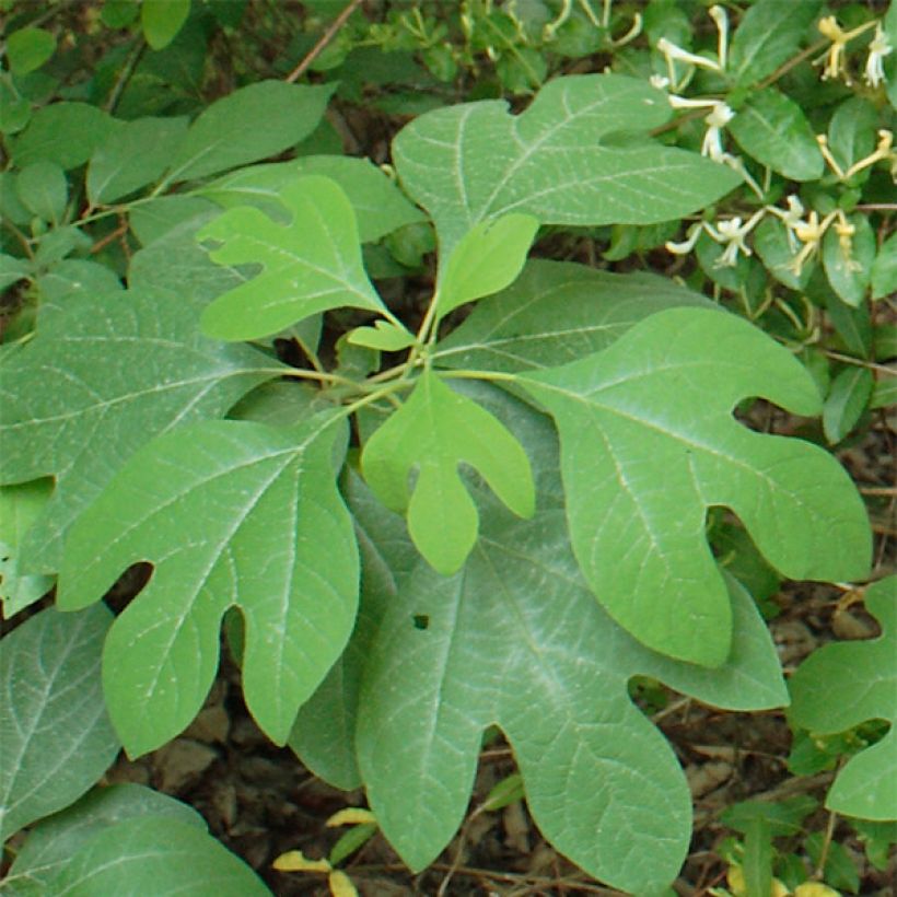 Sassafras albidum (Foliage)