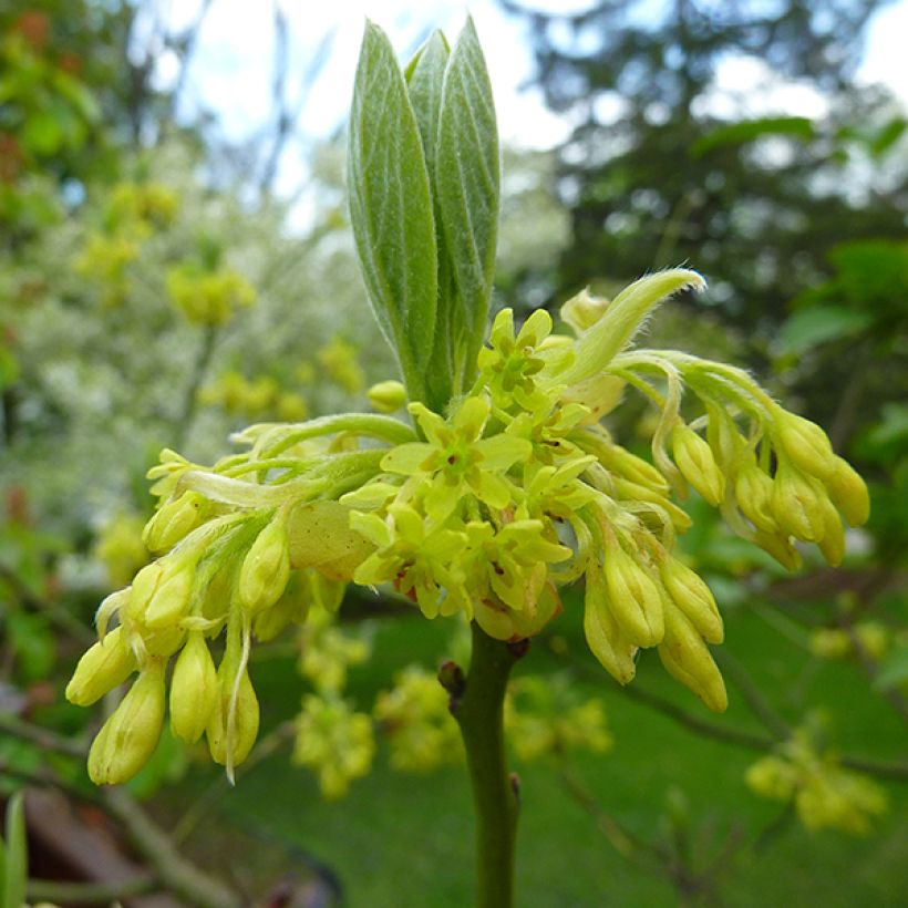 Sassafras albidum (Flowering)