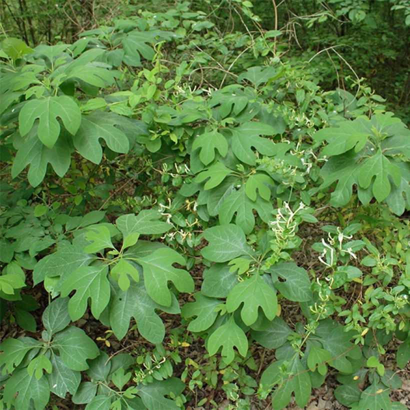 Sassafras albidum (Plant habit)