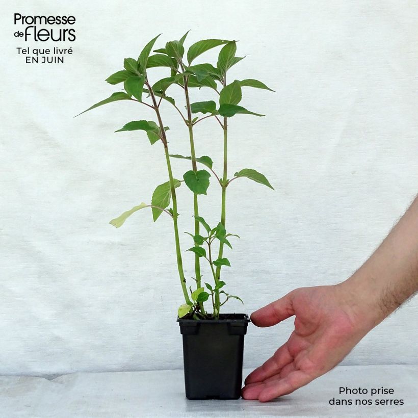Salvia elegans Pineapple 7/8 cm pot sample as delivered in summer