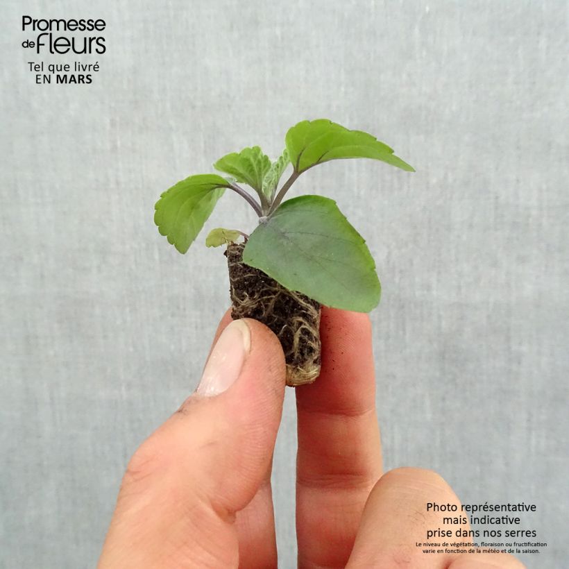 Salvia farinacea Big Blue Plug plant 1.5/2.5 cm sample as delivered in spring