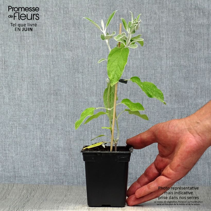 Salvia discolor 7/8 cm pot sample as delivered in summer