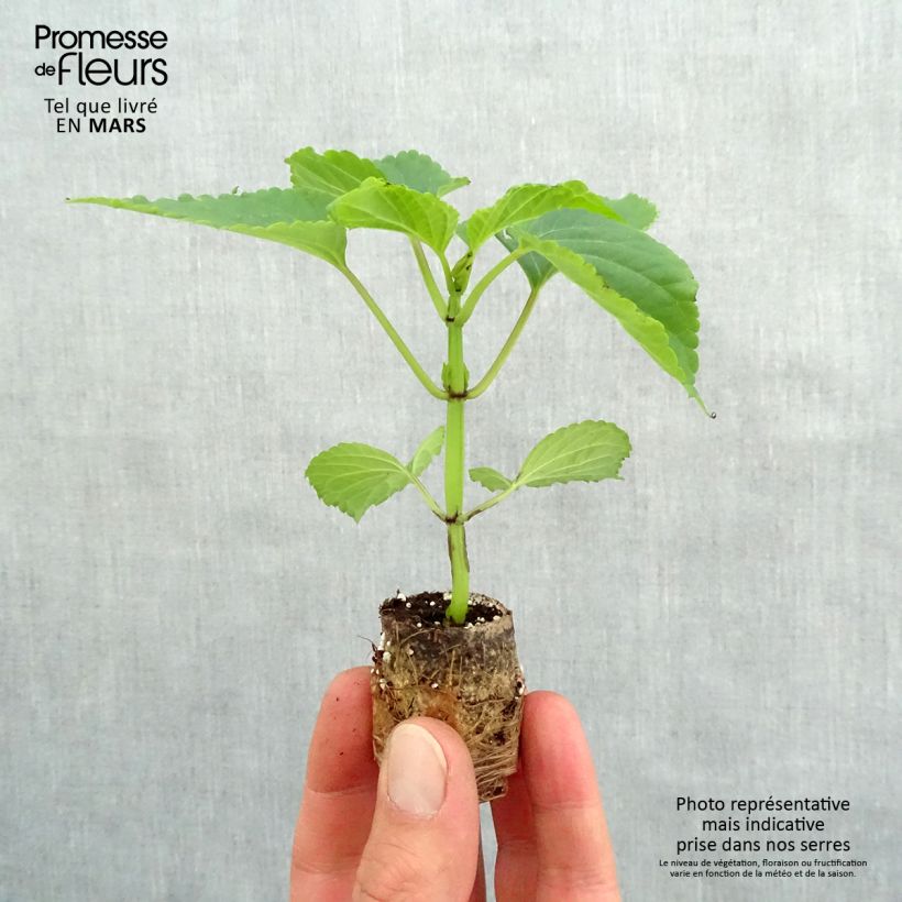 Salvia x spendens Gogo Purple Plug plant 3/4cm sample as delivered in spring