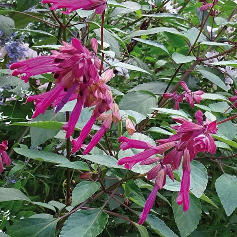 Salvia buchananii Love and Wishes (Flowering)