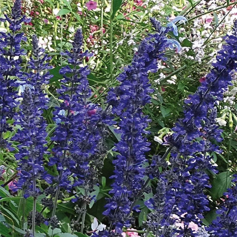 Salvia farinacea Big Blue (Flowering)