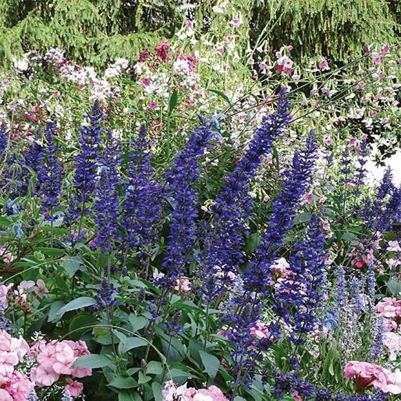 Salvia farinacea Big Blue (Plant habit)