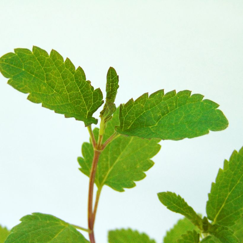 Salvia uliginosa (Foliage)