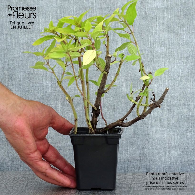 Salvia elegans Golden Delicious 7/8 cm pot sample as delivered in summer