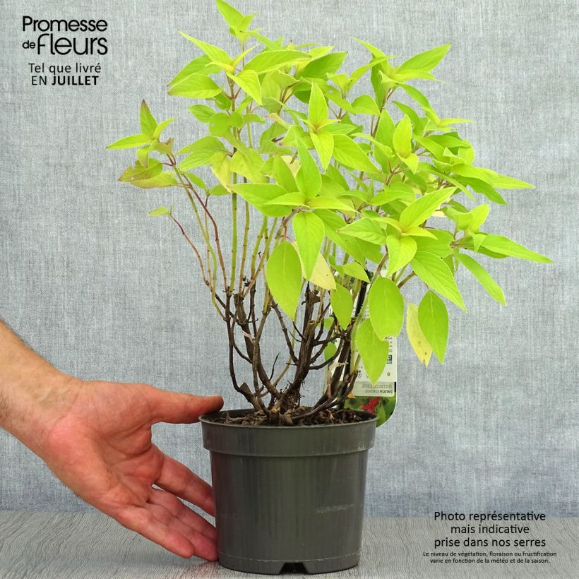 Salvia elegans Golden Delicious 1.5L/2L pot sample as delivered in summer