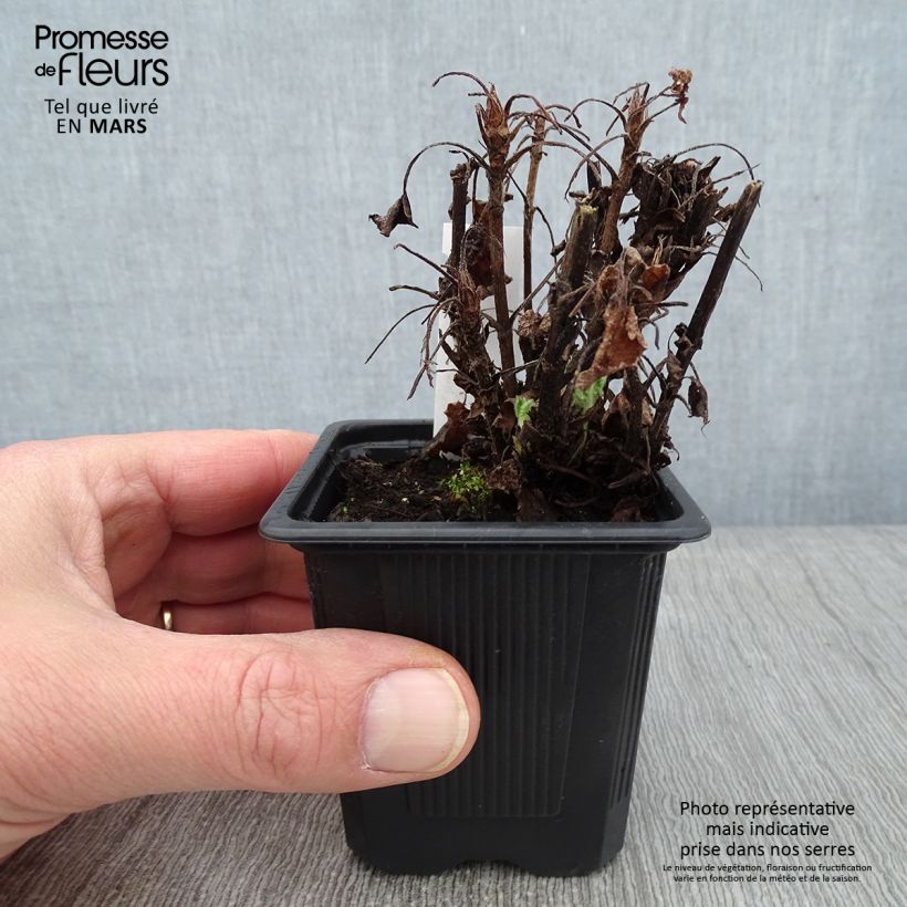 Salvia glutinosa 8/9 cm pot sample as delivered in winter