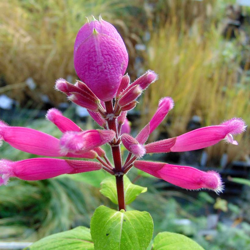 Salvia involucrata Bethelii (Flowering)
