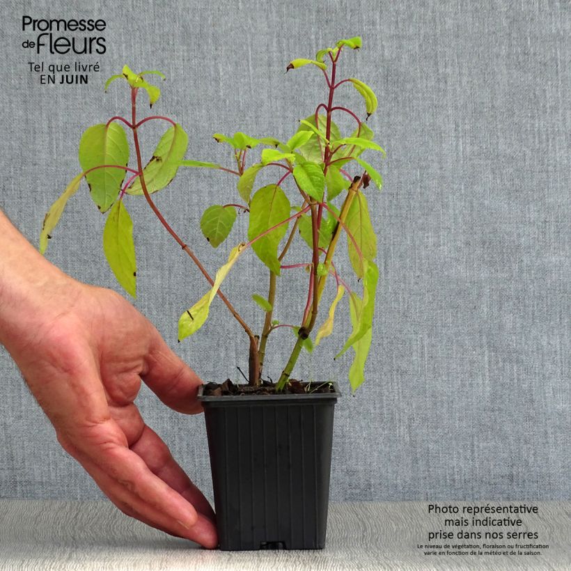 Salvia involucrata Bethelii 7/8 cm pot sample as delivered in summer
