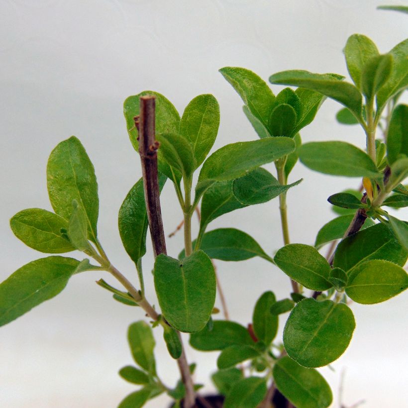 Salvia jamensis Sierra San Antonio (Foliage)