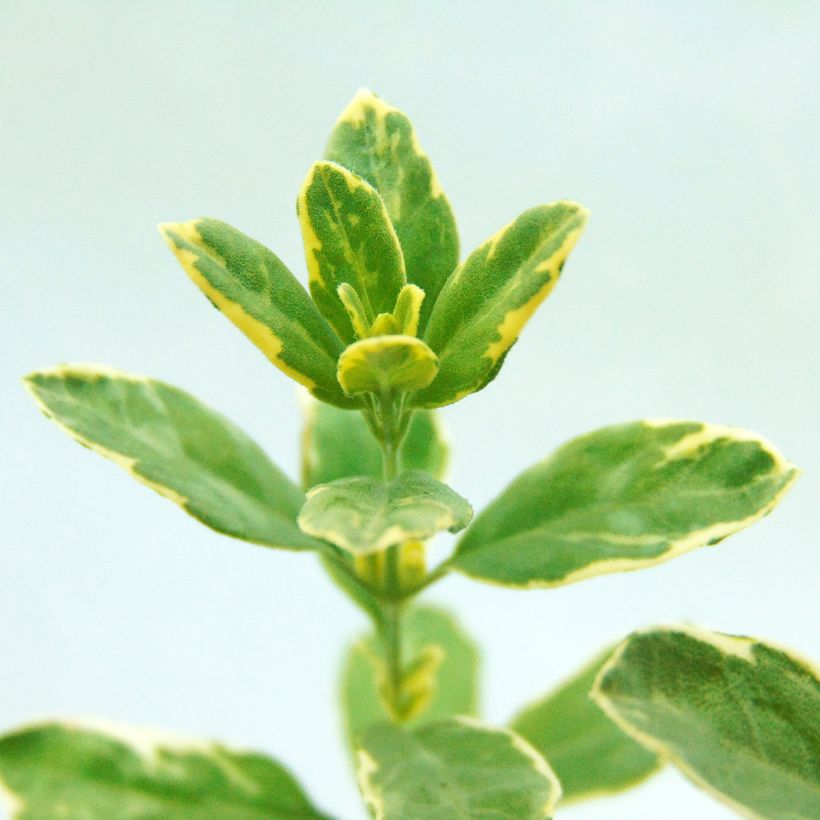 Salvia greggii Caramba (Foliage)