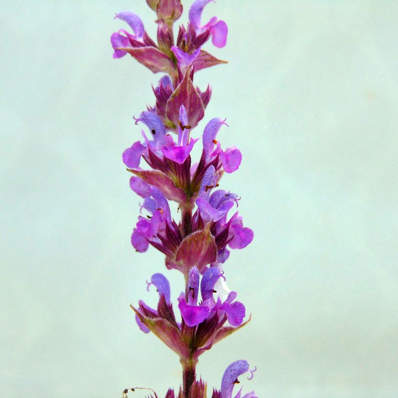 Salvia nemorosa Amethyst - Woodland Sage (Flowering)