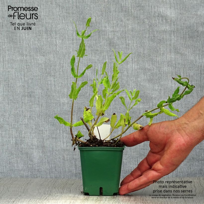 Salvia nemorosa Amethyst - Woodland Sage 8/9 cm pot sample as delivered in summer