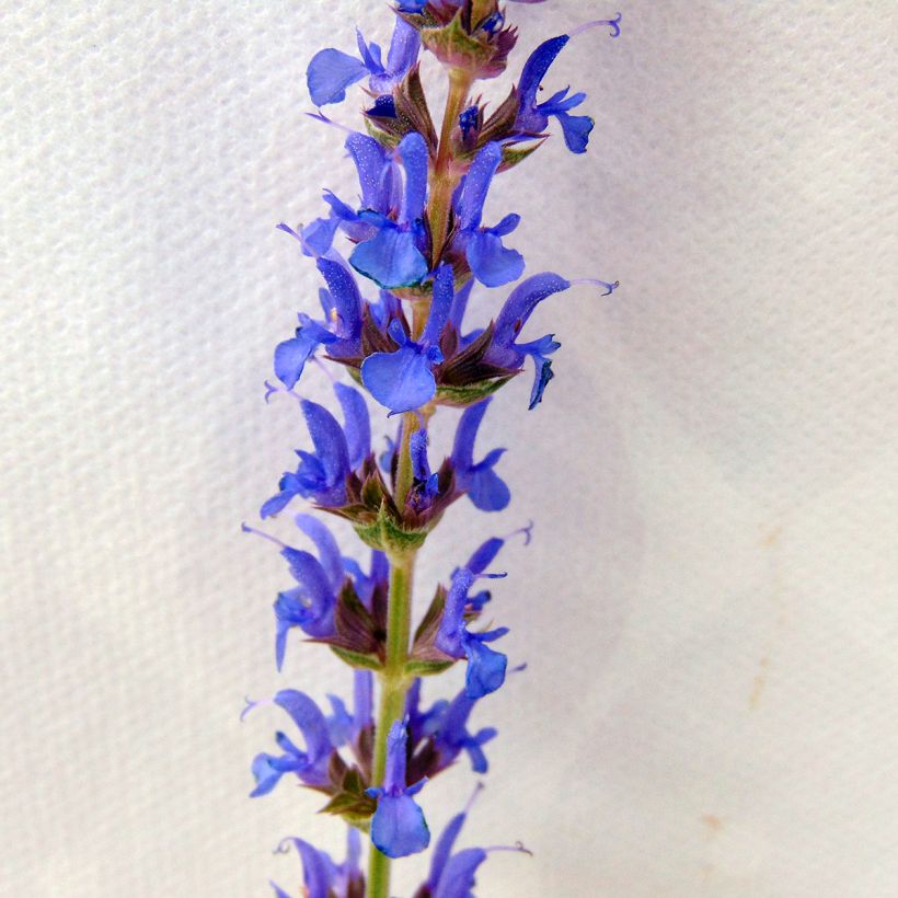Salvia nemorosa Blauhügel - Woodland Sage (Flowering)