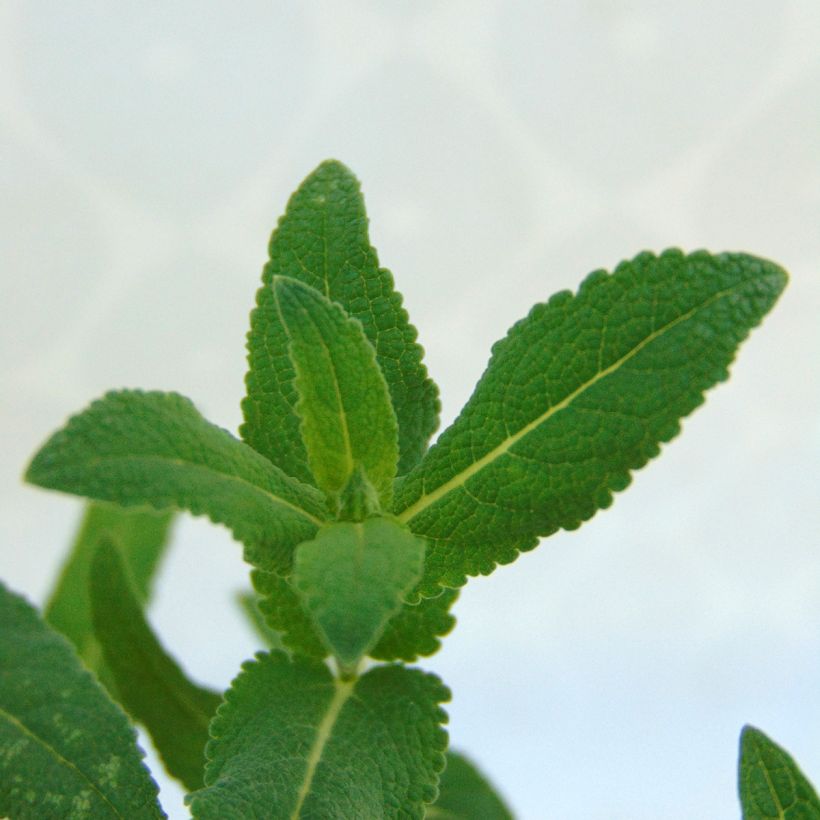 Salvia nemorosa Caradonna - Woodland Sage (Foliage)